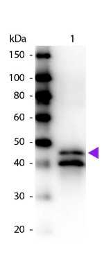 Western Blot: Ovalbumin Antibody [Biotin] [NB600-924] - Lane 1: Ovalbumin. Lane 2: None. Load: 50 ng per lane. Primary antibody: Ovalbumin biotin conjugated primary antibody at 1:1,000 for 60 min at RT. Secondary antibody: Peroxidase streptavidin secondary antibody at 1:40,000 for 30 min at RT. Blocking: incubated with blocking buffer for 30 min at RT. Predicted/Observed size: 45 kDa, 45 kDa for Ovalbumin. Other band(s): Ovalbumin splice variants and isoforms.